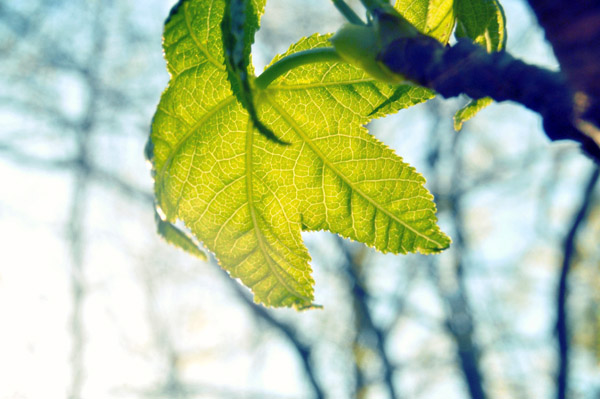 在线网页发短信